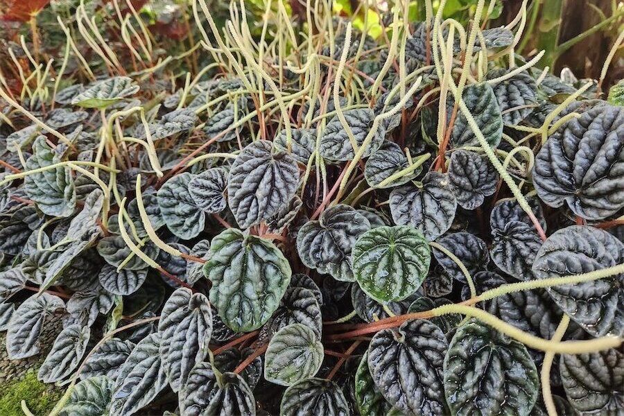 It’s all about the beautiful foliage, not the flowers