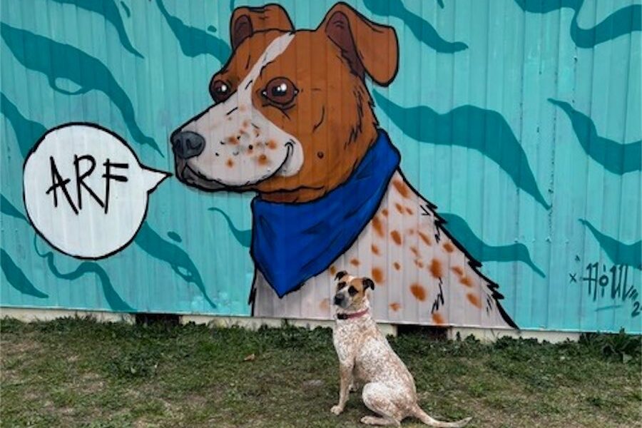 Dinah is ARF Park’s pin-up dog
