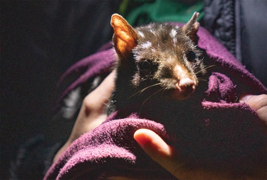 New quolls welcomed with open paws