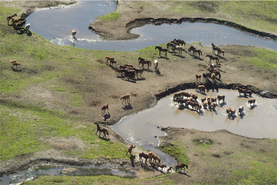 Mass brumby shooting continues as legal challenge fails