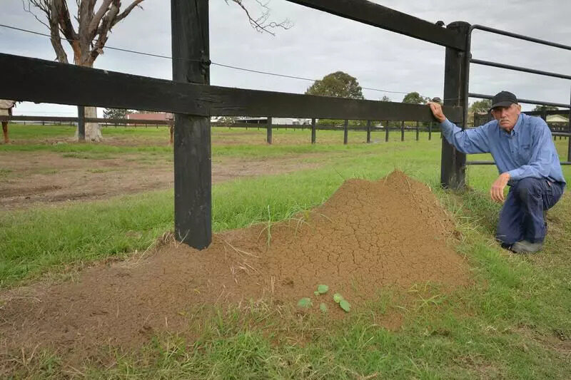 Thousands of fire ant nests infest properties