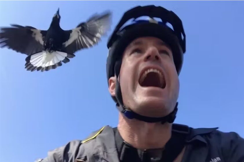 Get ready: why magpies swoop in spring