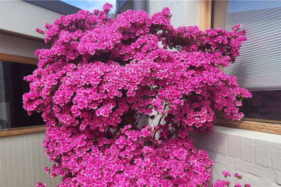 The ornamental garden in all its glory