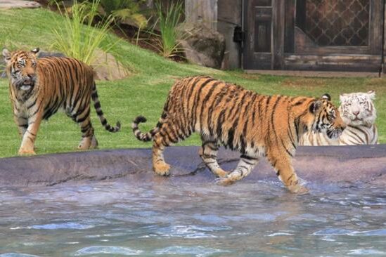 Investigation after theme park handler mauled by tiger