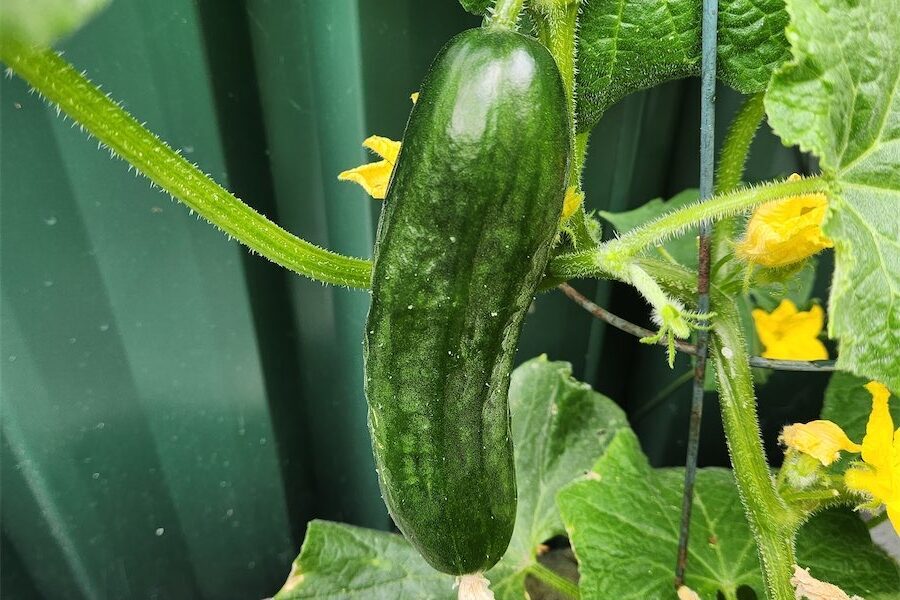 Try some easy growing cucumbers