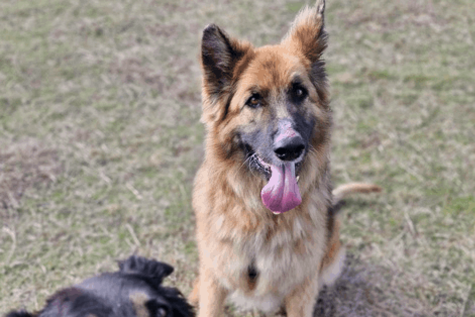 Every donation will be doubled in RSPCA fundraiser