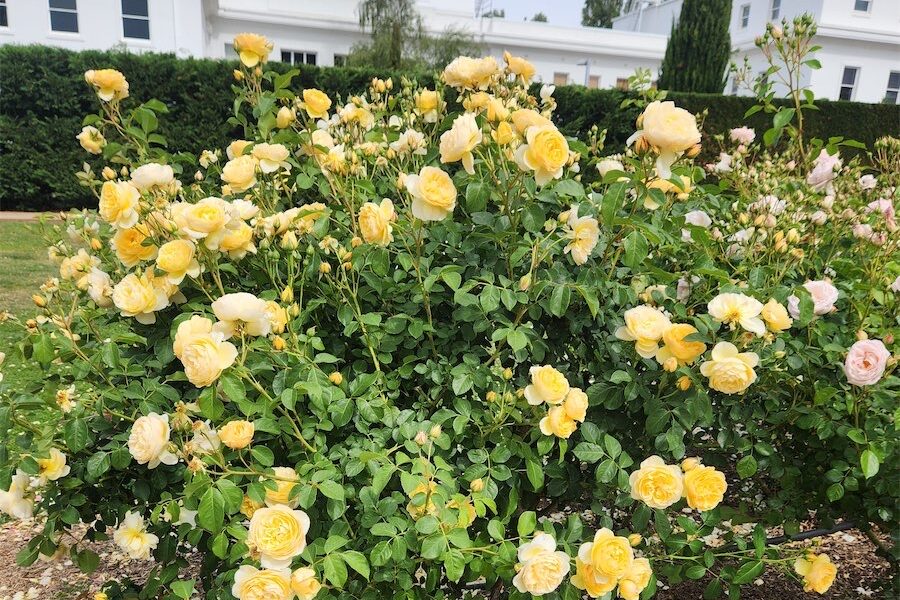 Good time to check out blooming roses 
