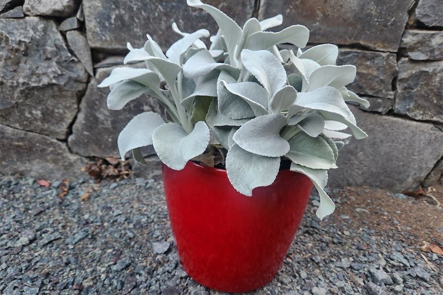 The best plant… for every season