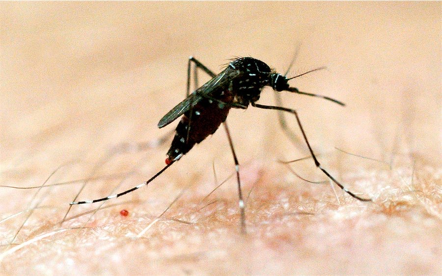 Dangerous flesh-eating bacteria detected in Batemans Bay