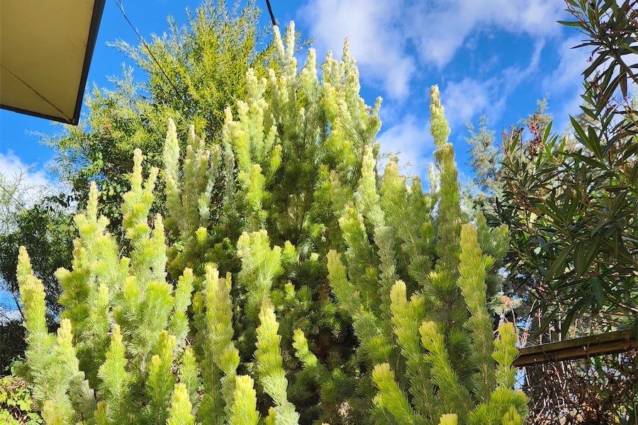 Love the touch of the velvety woolly bush