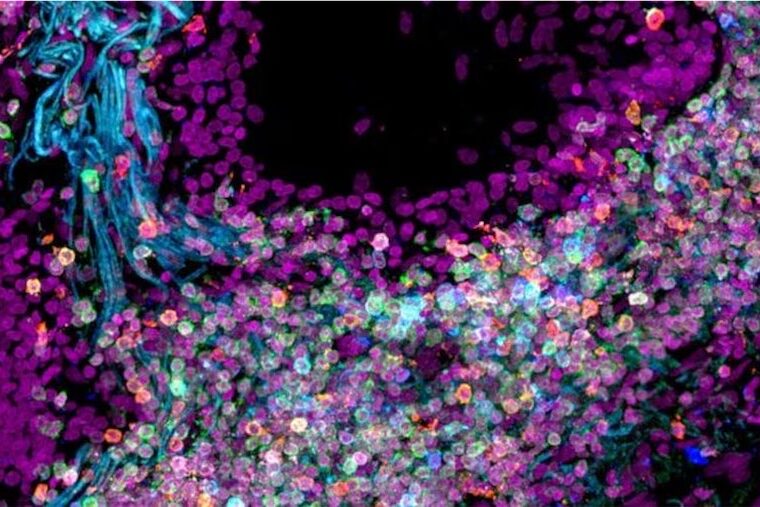 Human cell atlas engages a world of scientists