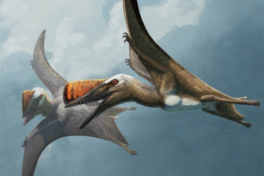 Flying reptile fossil find fills major evolution gap