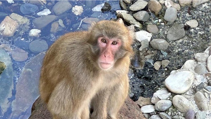 Long goodbye for beloved monkeys over health fears