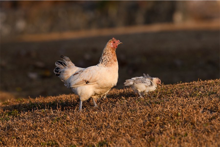 Bird flu outbreak gone but virus threats remain
