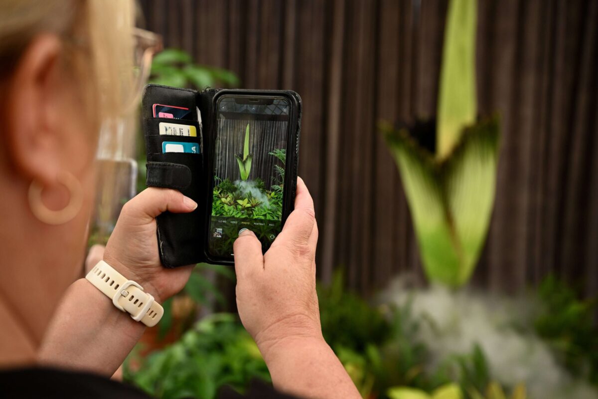 Corpse flower ‘Putricia’ begins long-awaited bloom