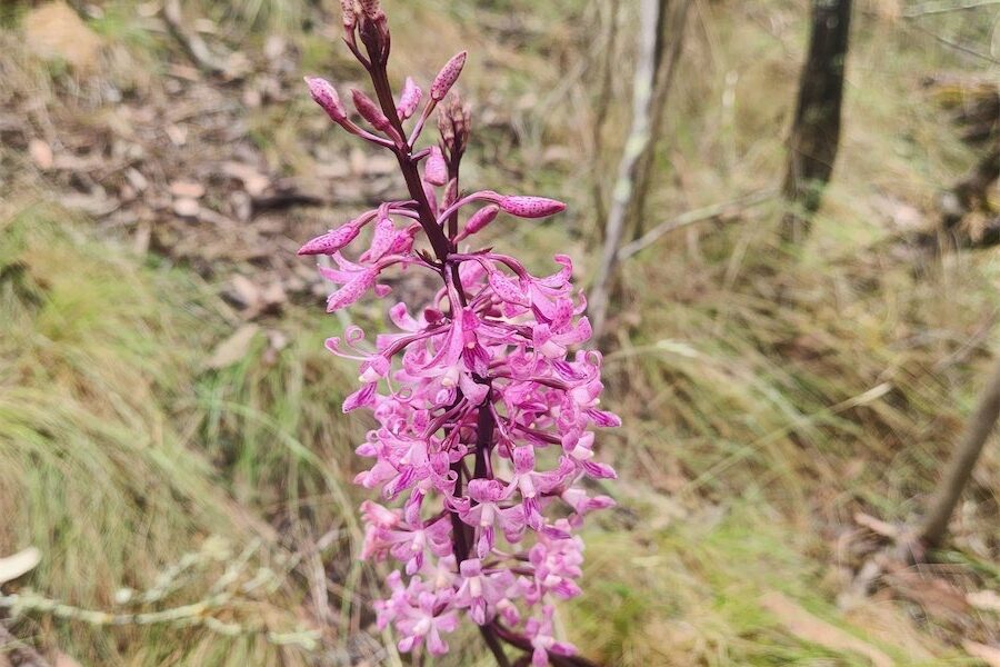 Watch out for a special orchid that’s easily missed