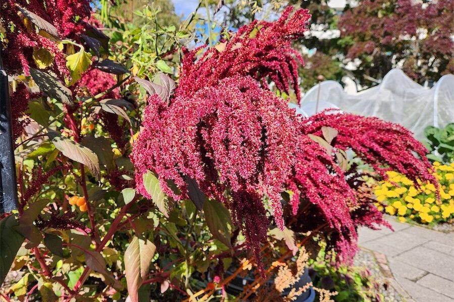 The herb plant that’s putting on a show