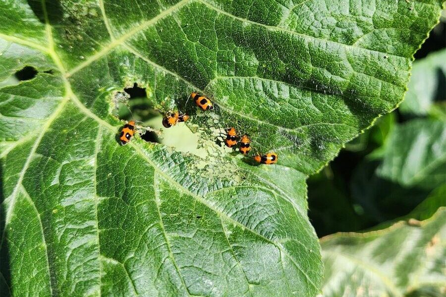 Beware the dreaded pumpkin beetle