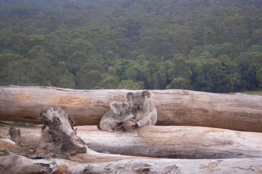 Koala ‘biggest loser’ of federal land-clearing consents