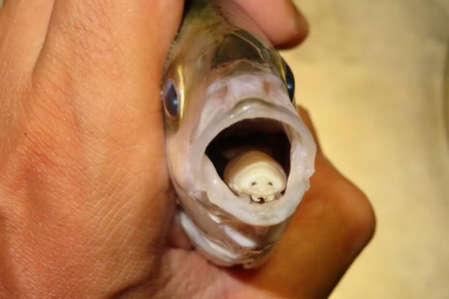 Why we need parasites as much as they need us