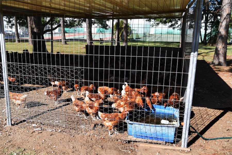 Bird flu case detected in Victoria’s north