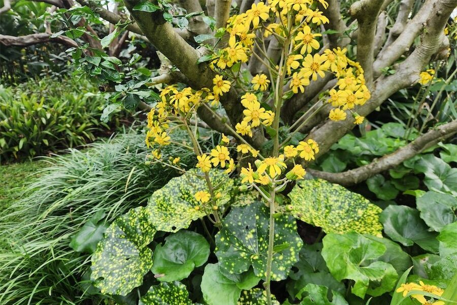 Of leopard plants and leopard slugs