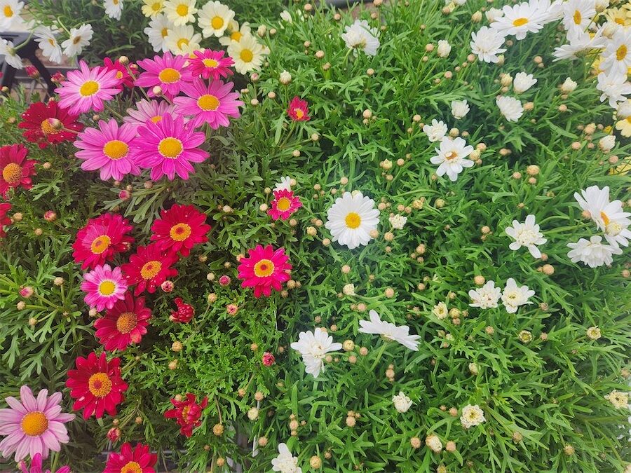Colourful daisies with all-year appeal
