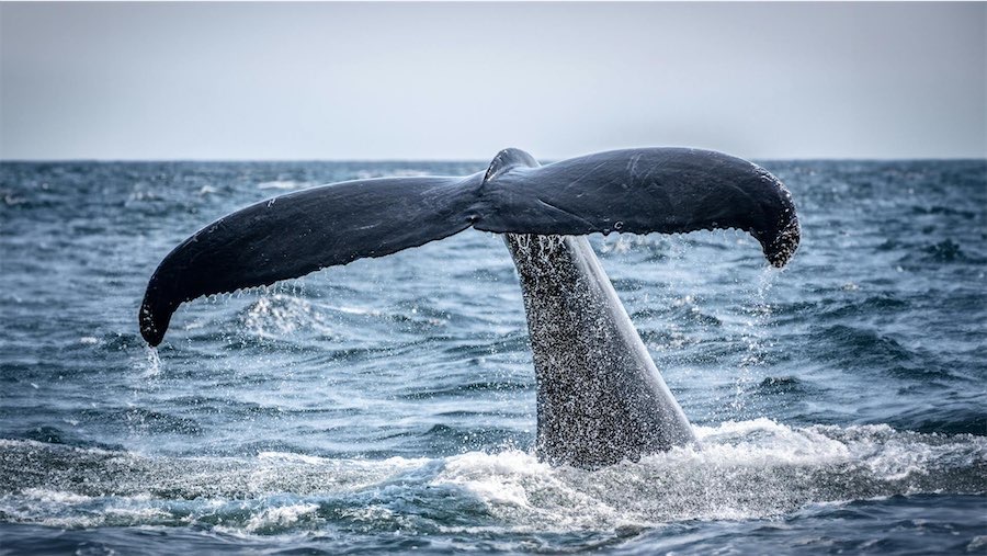 Giving a fair go to fellow our sentient creatures