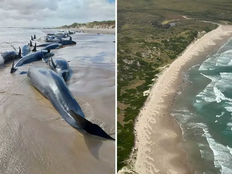 Grim end to ‘horrific’ stranding of false killer whales
