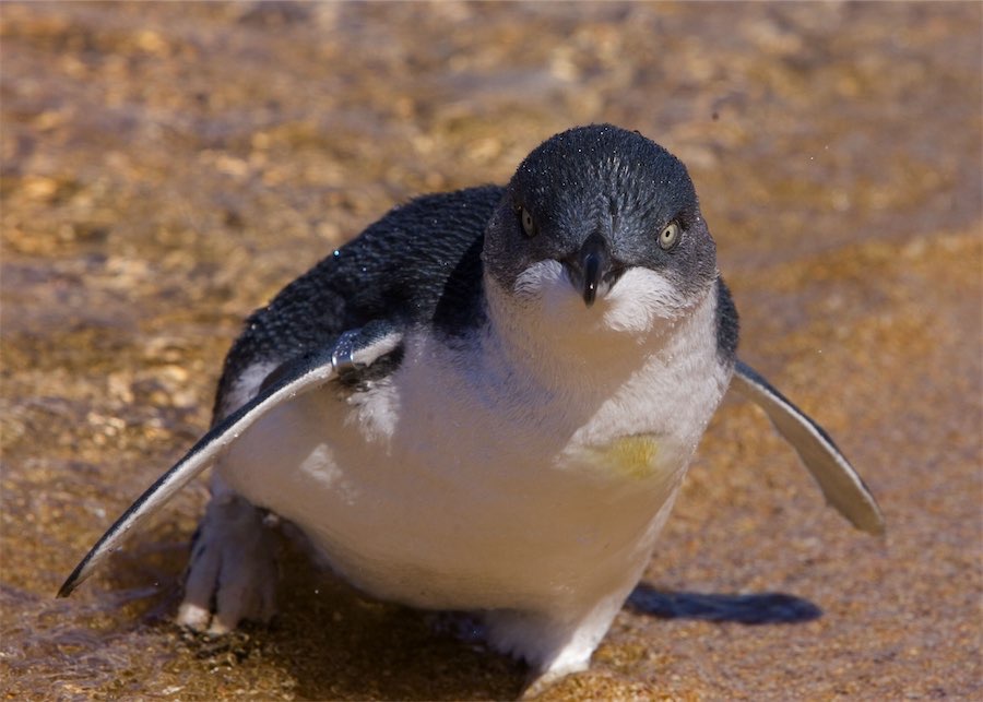 The fight to protect the harbour city’s aquatic natives