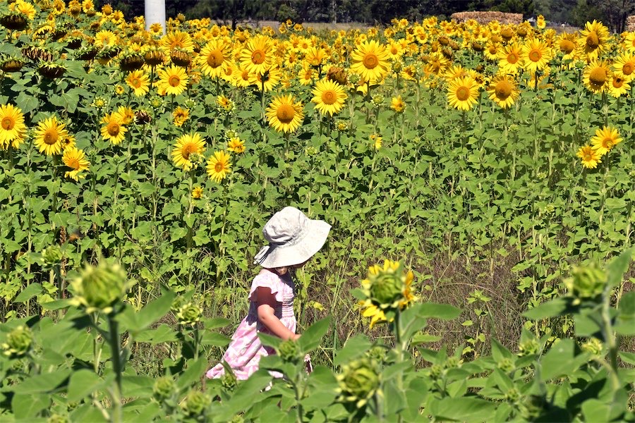 Majura Valley sunflower maze beams into life