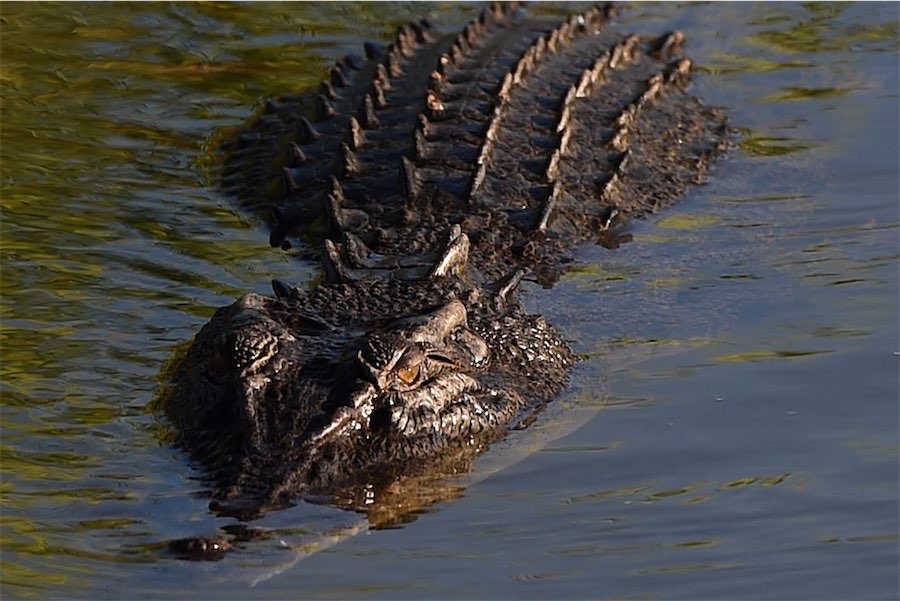 Explosion in croc numbers triggers feral feast fallout
