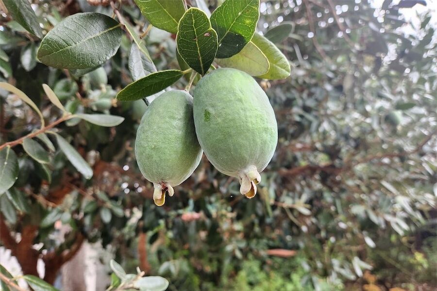 Waiting for the feijoa fruit to drop