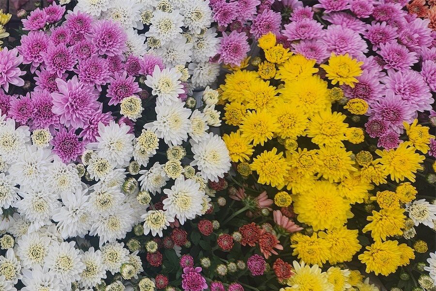 Cooling temperatures bring out the blooms