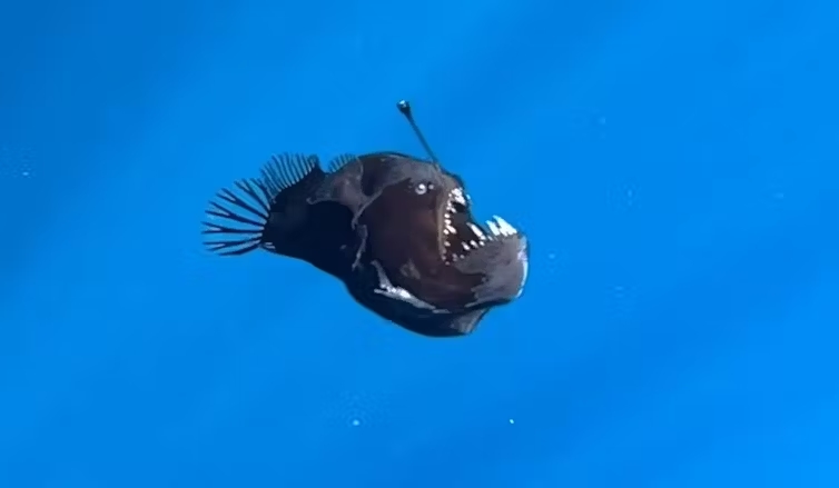 Dying anglerfish gives a glimpse of the deep