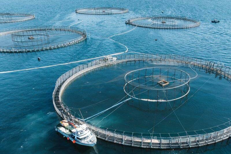 Animal welfare probe amid mass salmon farm deaths