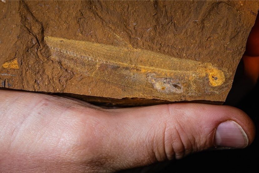 ANU professor discovers 15-million-year-old fish fossil