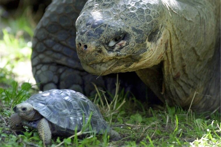 Galapagos tortoises become first-time parents at 100