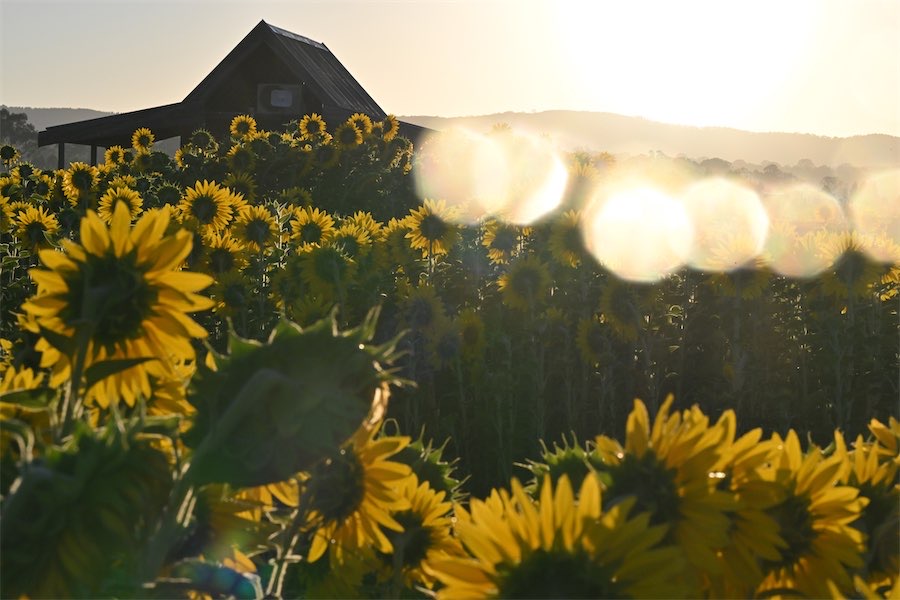 Weird way to grow sunflowers faster revealed