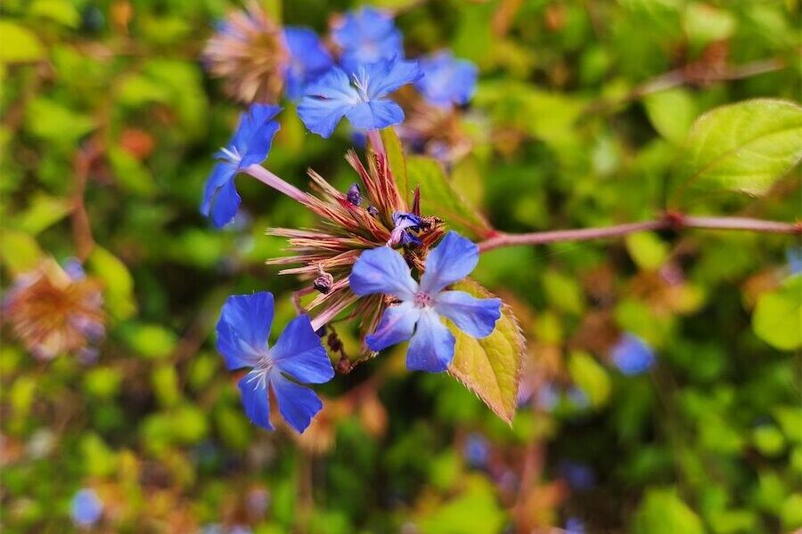 Happy to have the blues blooming