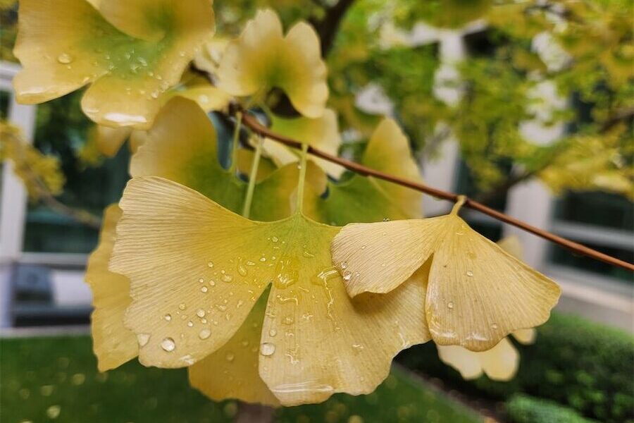 Ancient ginkgo tree’s in a botanical class of its own