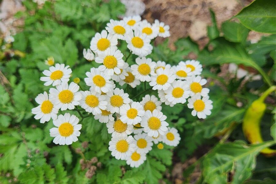 A tough little plant that keeps the rats at bay