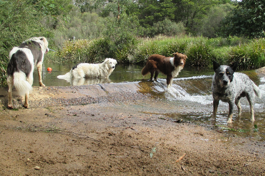 Report blames dogs for environmental damage