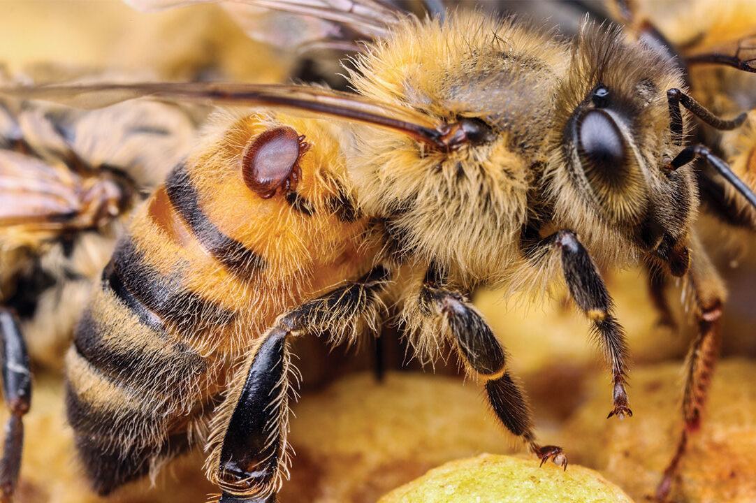 Honeybee threat: mite found in ACT hives