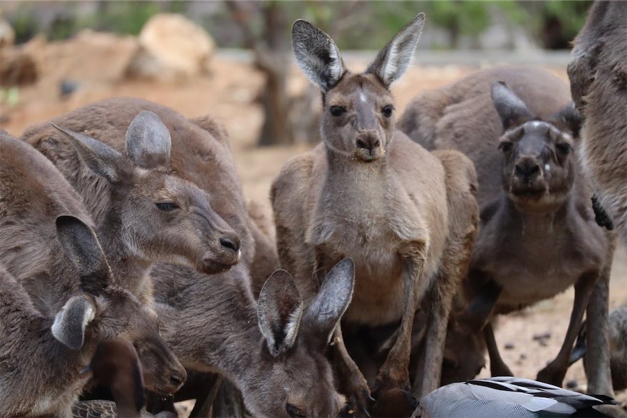 AI wildlife warning system trial starts on Monaro Highway