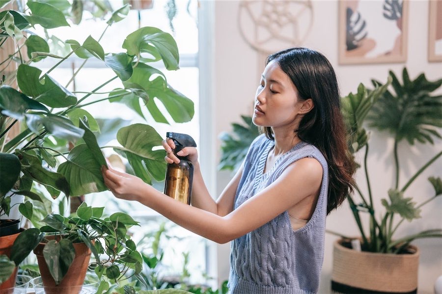 What’s behind the love for indoor plants?