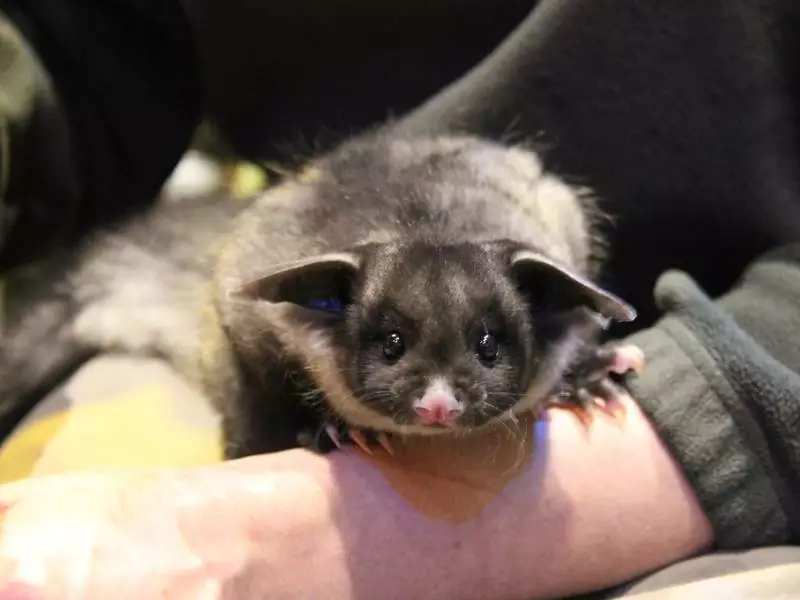 Axe falls on loggers’ plan to avoid battle over gliders