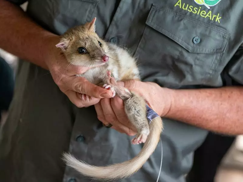Century-long drought over as quolls thrive again