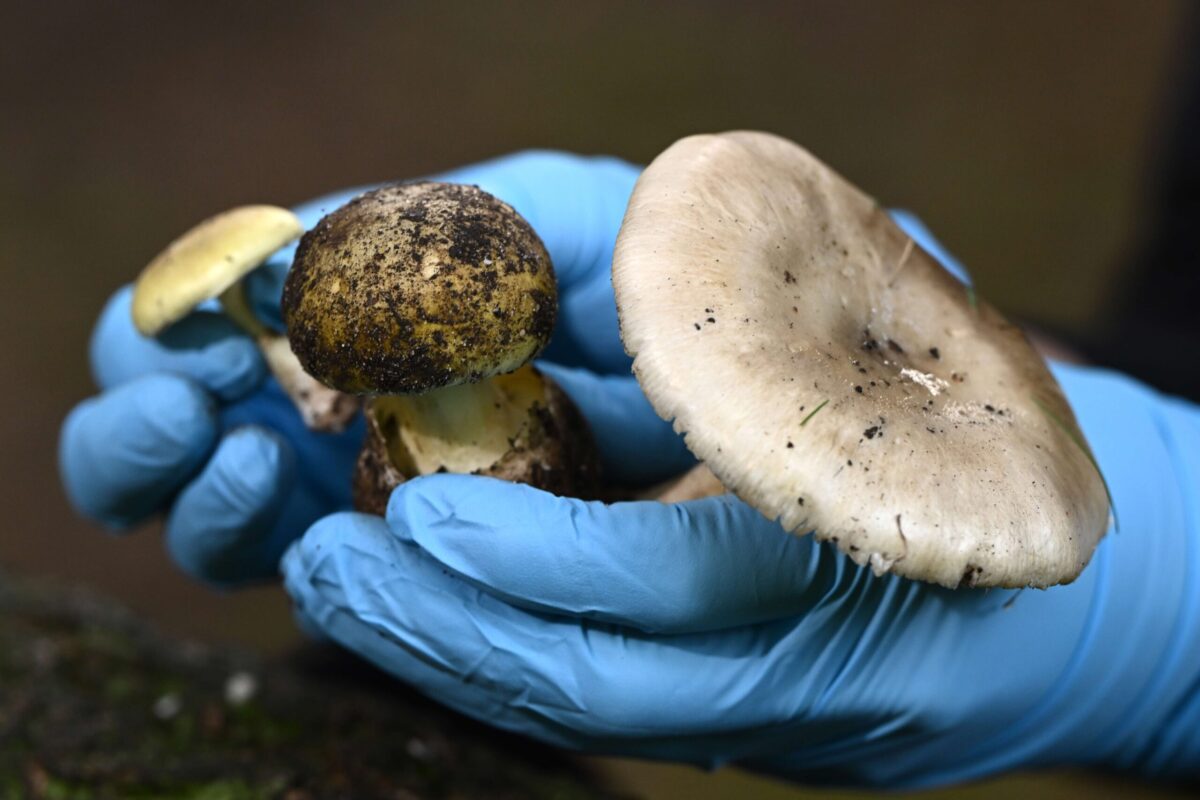 Murder trial told how death cap mushrooms become lethal