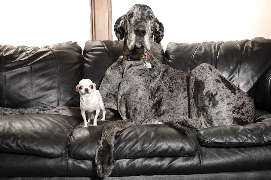 World’s tallest and smallest dogs enjoy a playdate